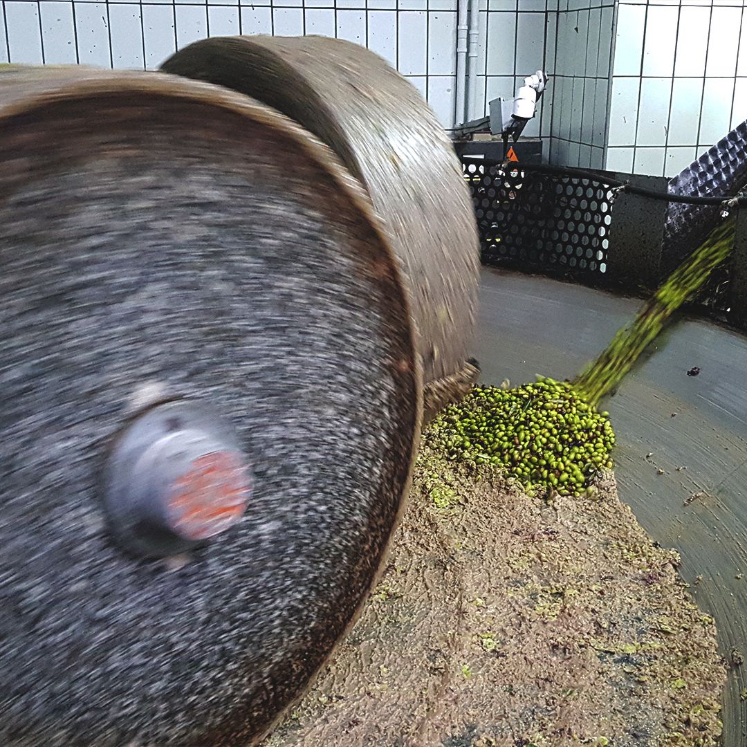 Olive Oil Mill Tour with Tasting and Gift near Bari