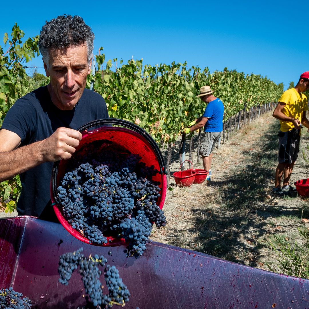 Tour in cantina con degustazione di vino e cibo nei pressi di Riccione e Rimini