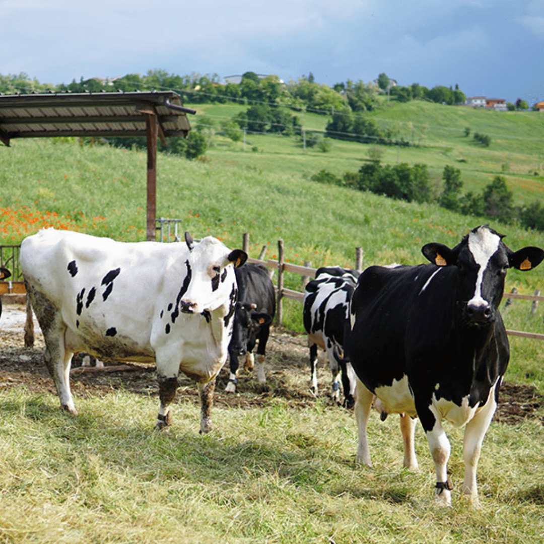 Parmesan Wheels near Parma: Tasting & Factory Tour