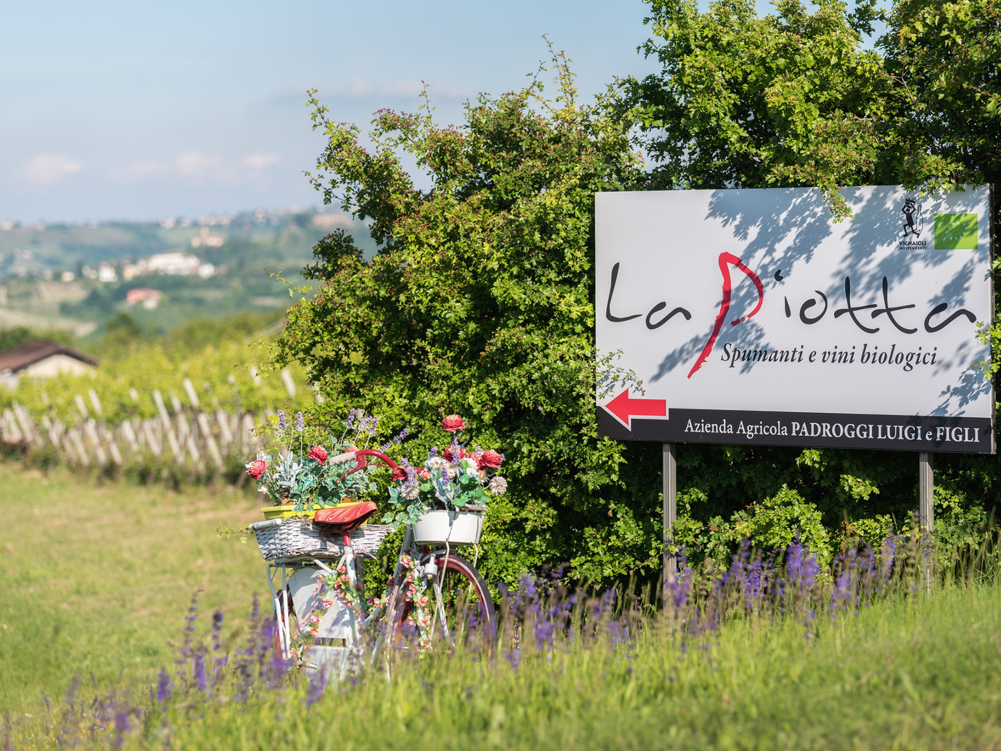 Organic Winery Visit & Wine Tasting with Food in Pavia