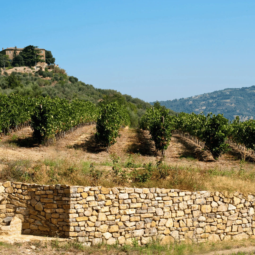 Perugia Winery Visit & Tasting near the Lake Trasimeno