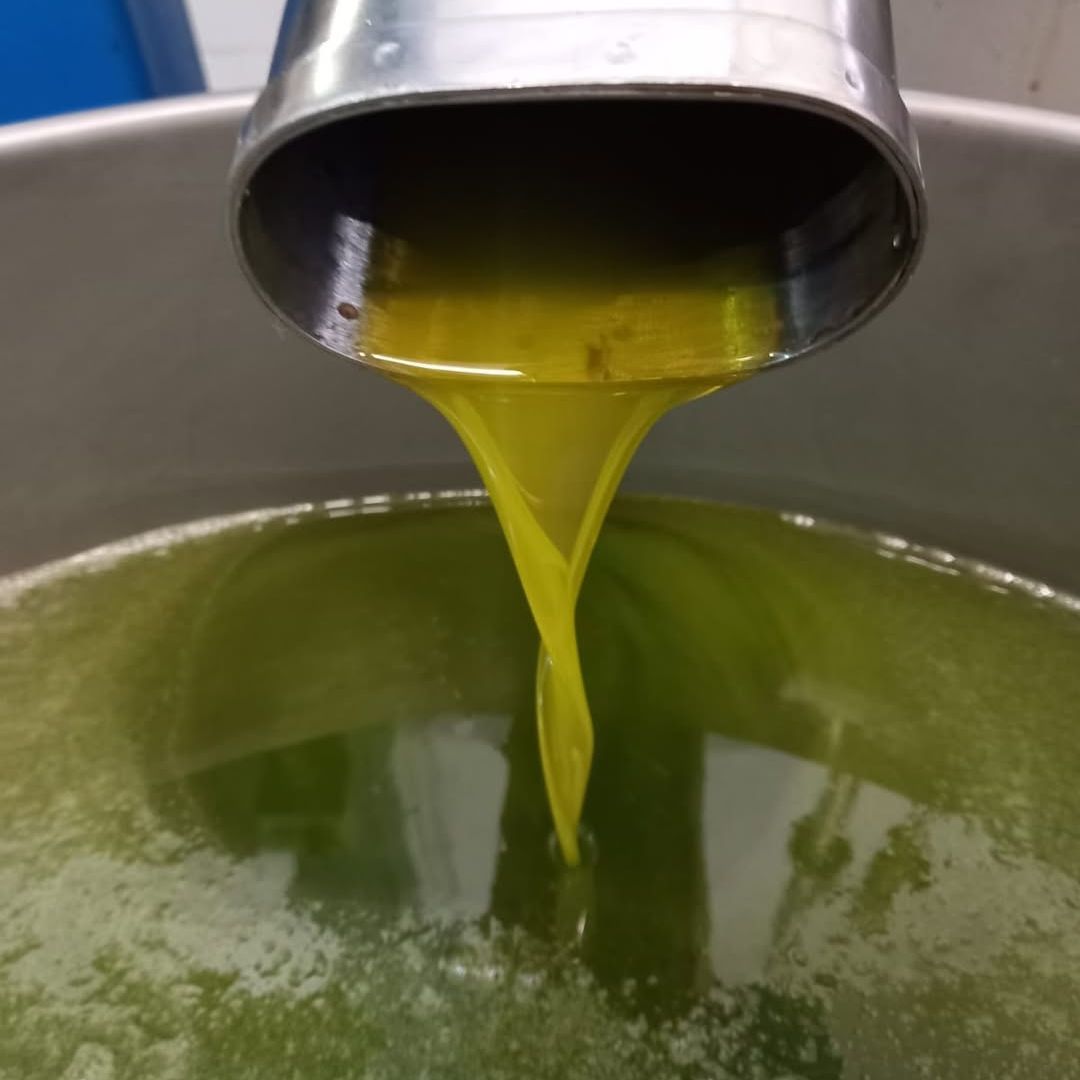 Degustazione di olio d'oliva con passeggiata facoltativa in uliveto sul Lago di Como