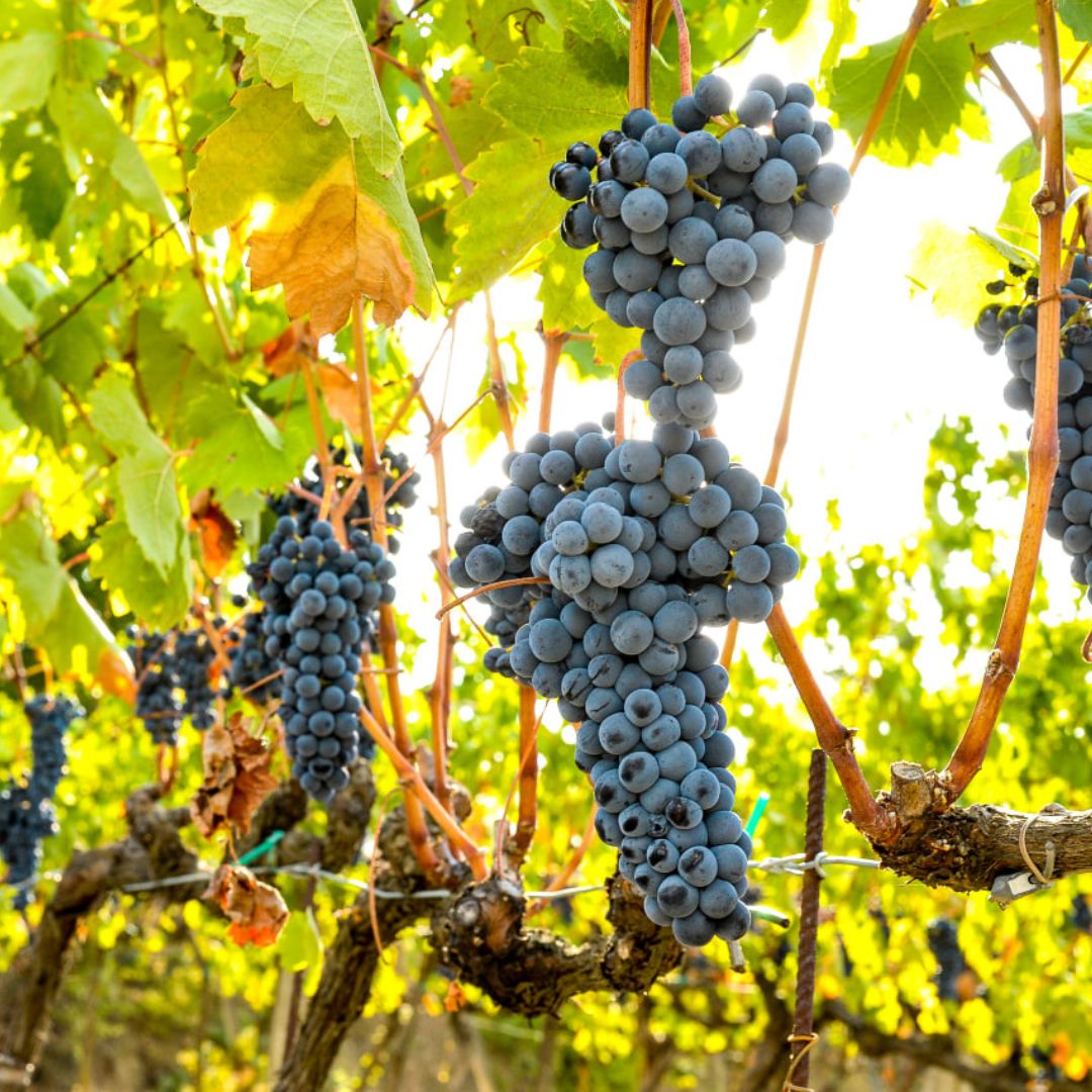 Organic Wine Tasting and Vineyard Tour near Empoli and Pisa
