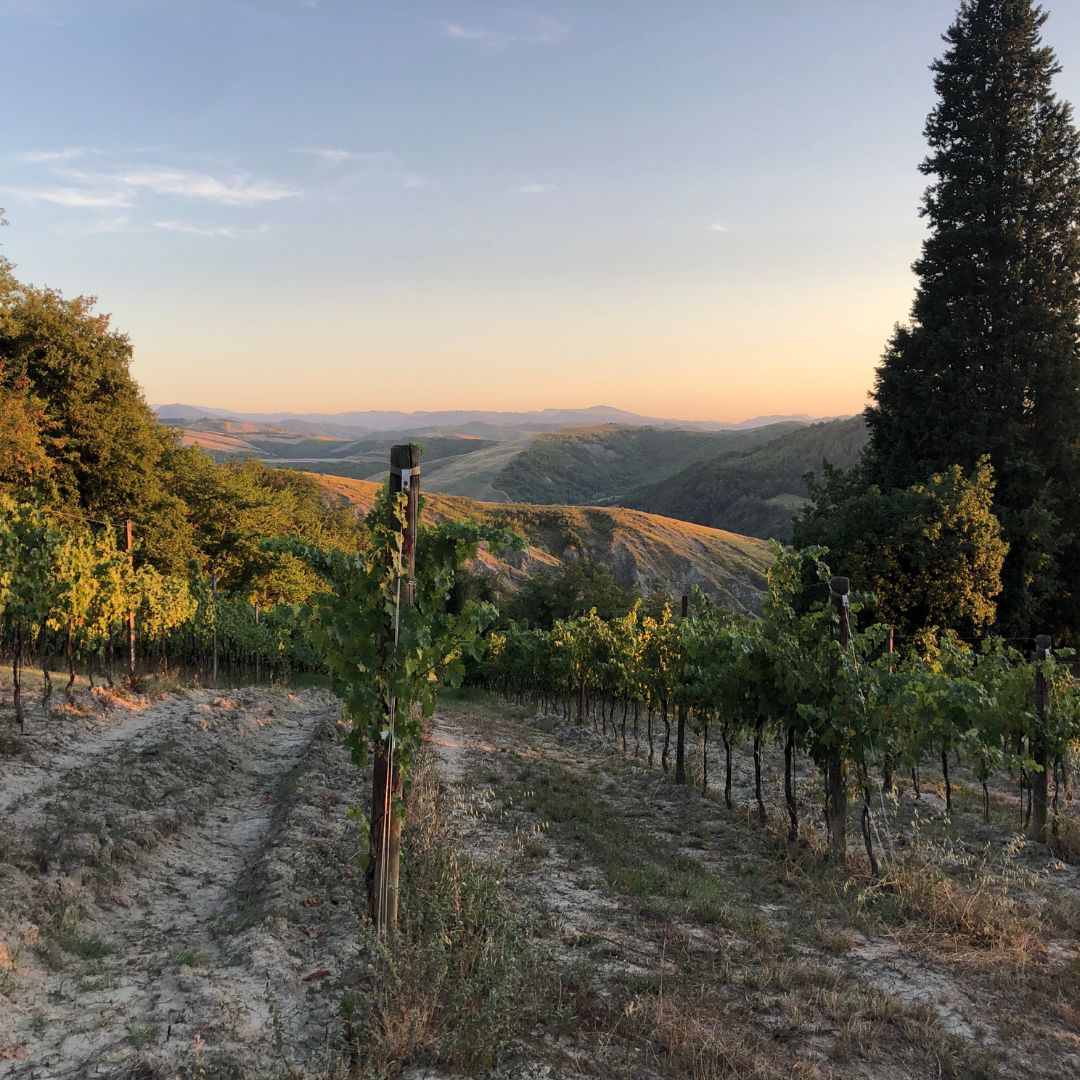 Organic Winery Visit with Wine & Food Tasting near Bologna