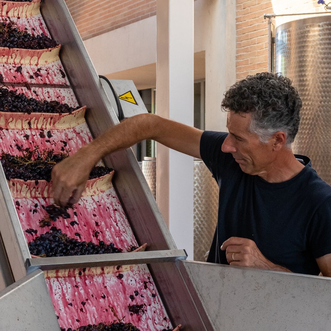 Tour in cantina con degustazione di vino e cibo nei pressi di Riccione e Rimini