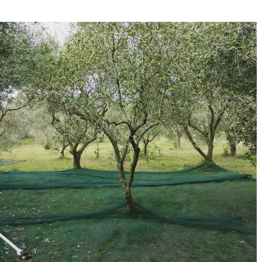 Olive Mill Tour and Tasting in the Padua Hills