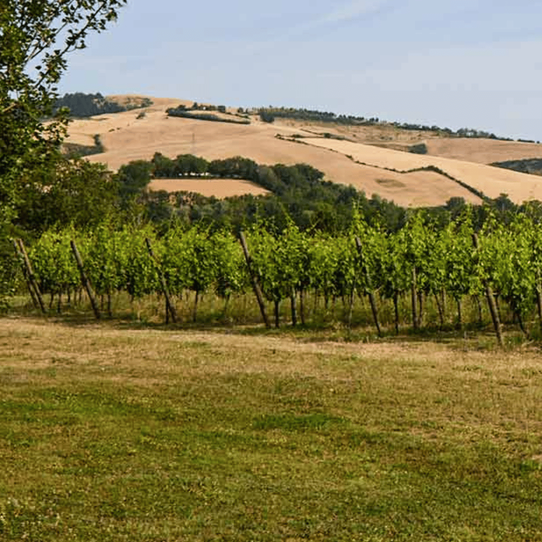 Boutique Winery Visit & 5 Organic Wine Tastings near Urbino