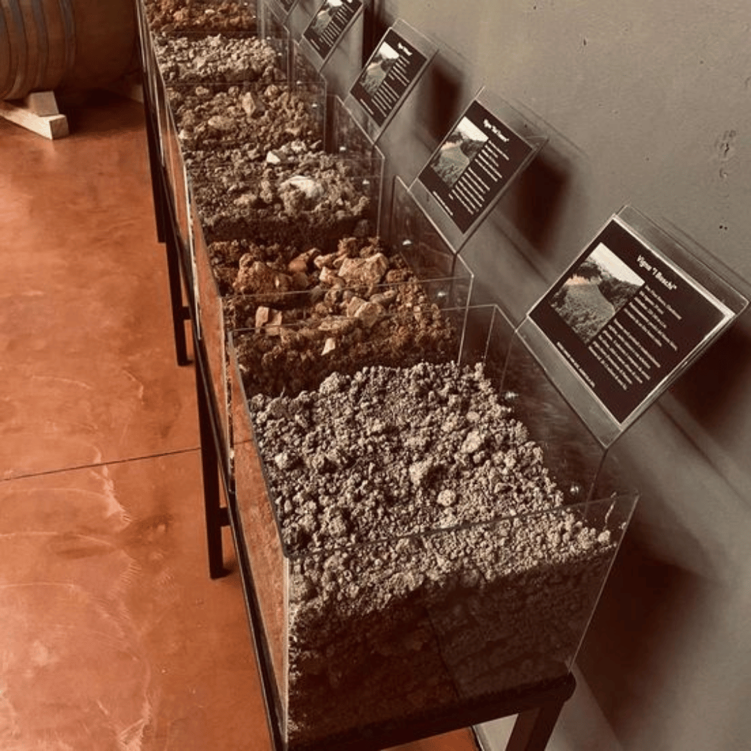 Visita alla Cantina sulle Colline di Parma e Degustazione di Vini con Piatto di Cibo