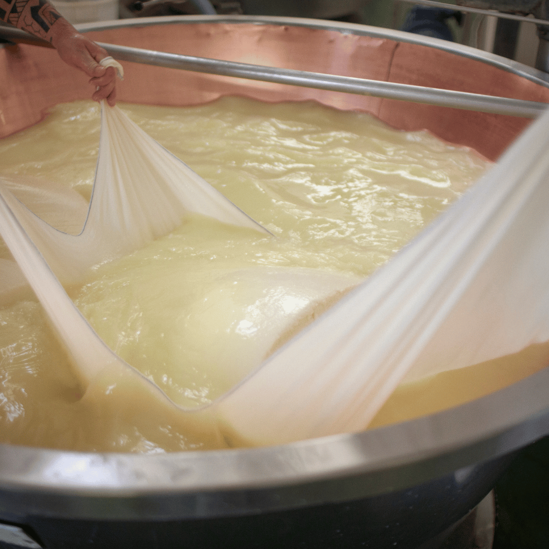 Parmesan Cheese Tour & Tasting near Modena