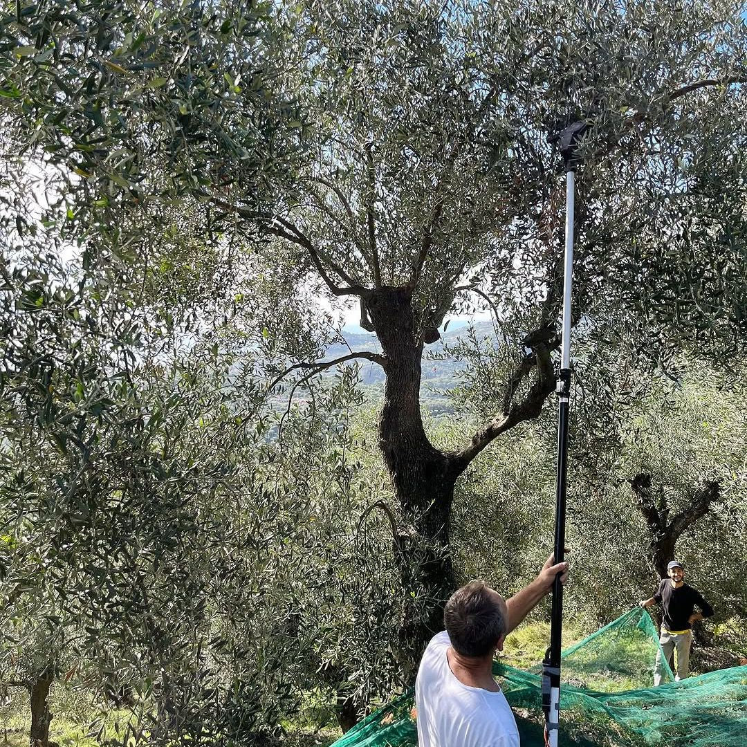 Olive Mill Visit & Guided Tasting in Taggia