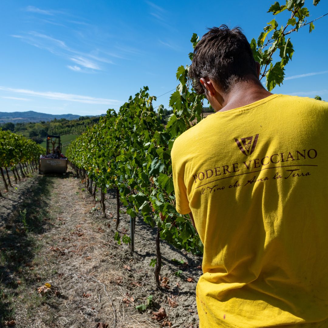 Tour in cantina con degustazione di vino e cibo nei pressi di Riccione e Rimini