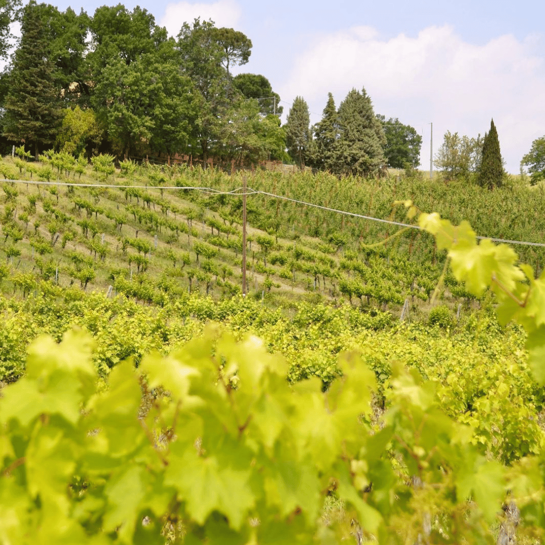 Bologna: tour della cantina boutique con degustazione di vini e piatto gastronomico