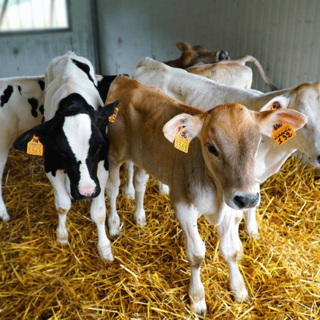 Parmesan Wheels near Parma: Tasting & Factory Tour