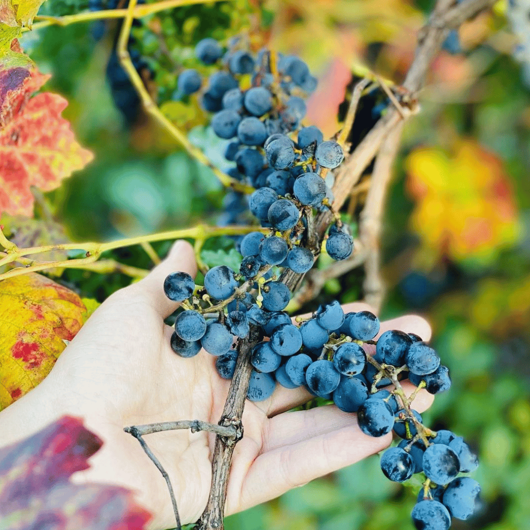 Bologna: tour della cantina boutique con degustazione di vini e piatto gastronomico