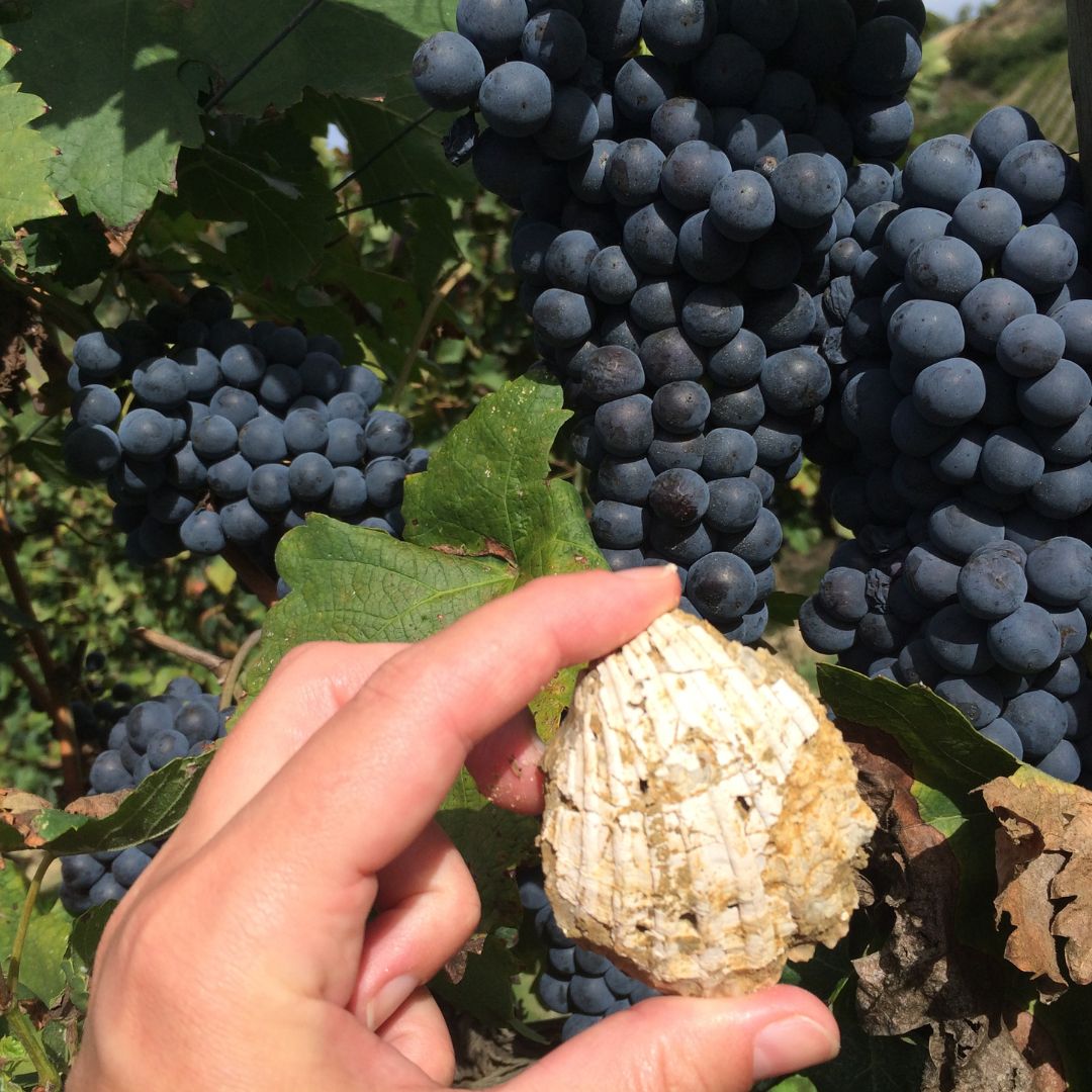 Organic Wine Tasting and Vineyard Tour near Empoli and Pisa