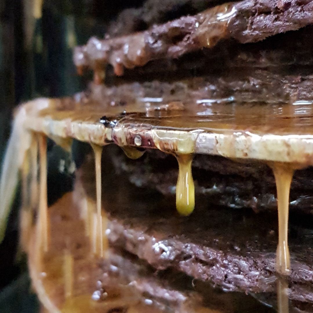 Olive Oil Mill Tour with Tasting and Gift near Bari