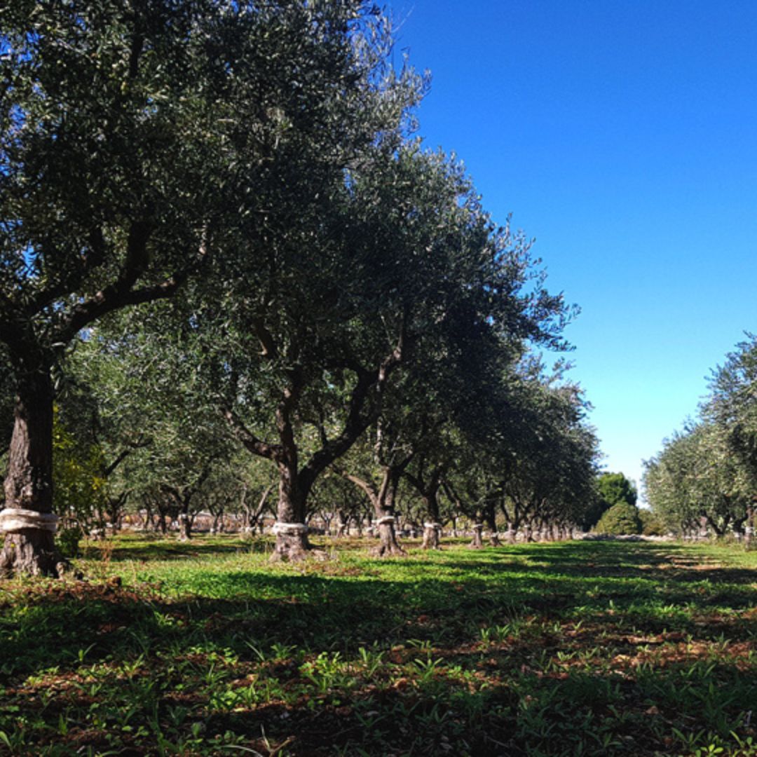 Olive Oil Mill Tour with Tasting and Gift near Bari