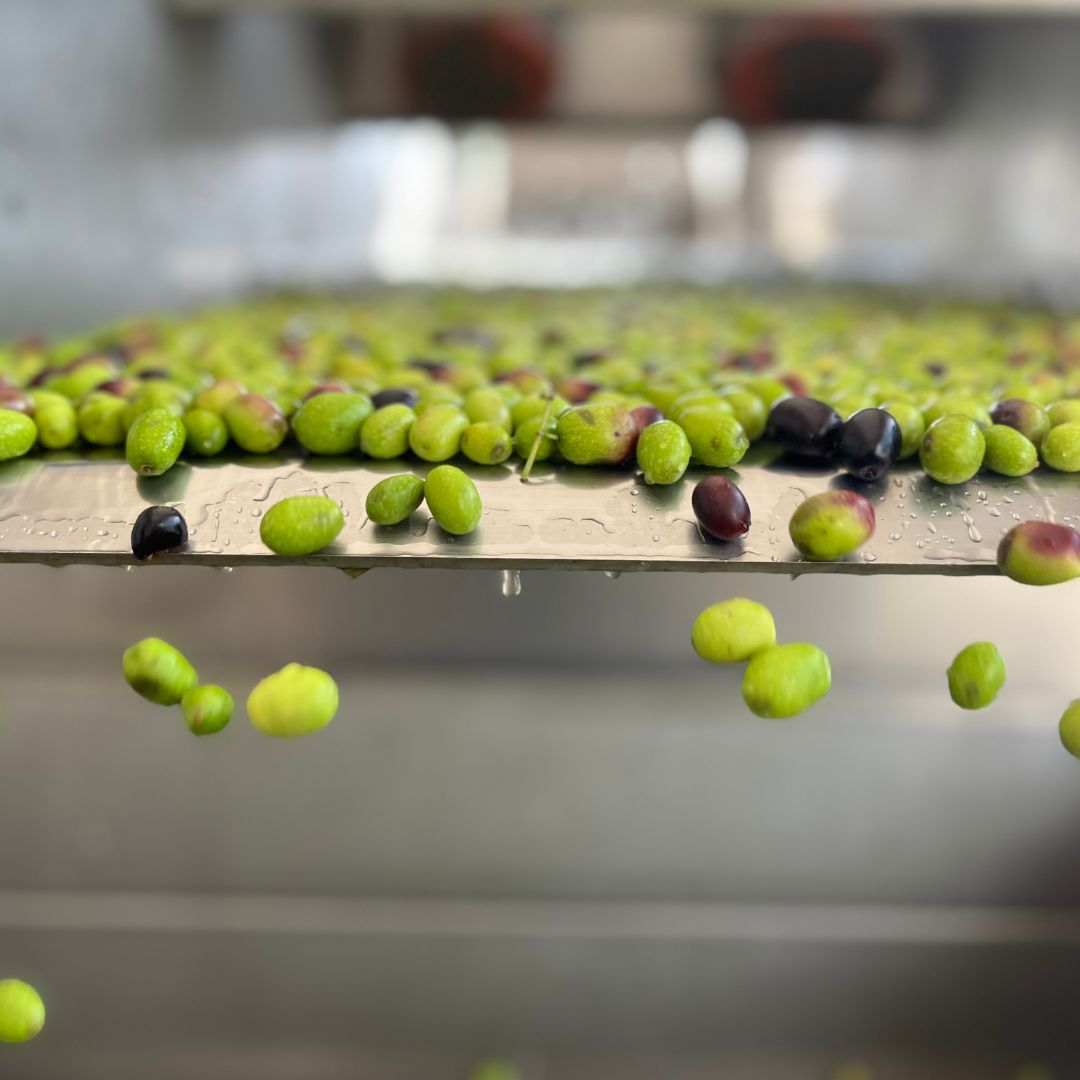 Olive Mill Visit & Guided Tasting in Taggia