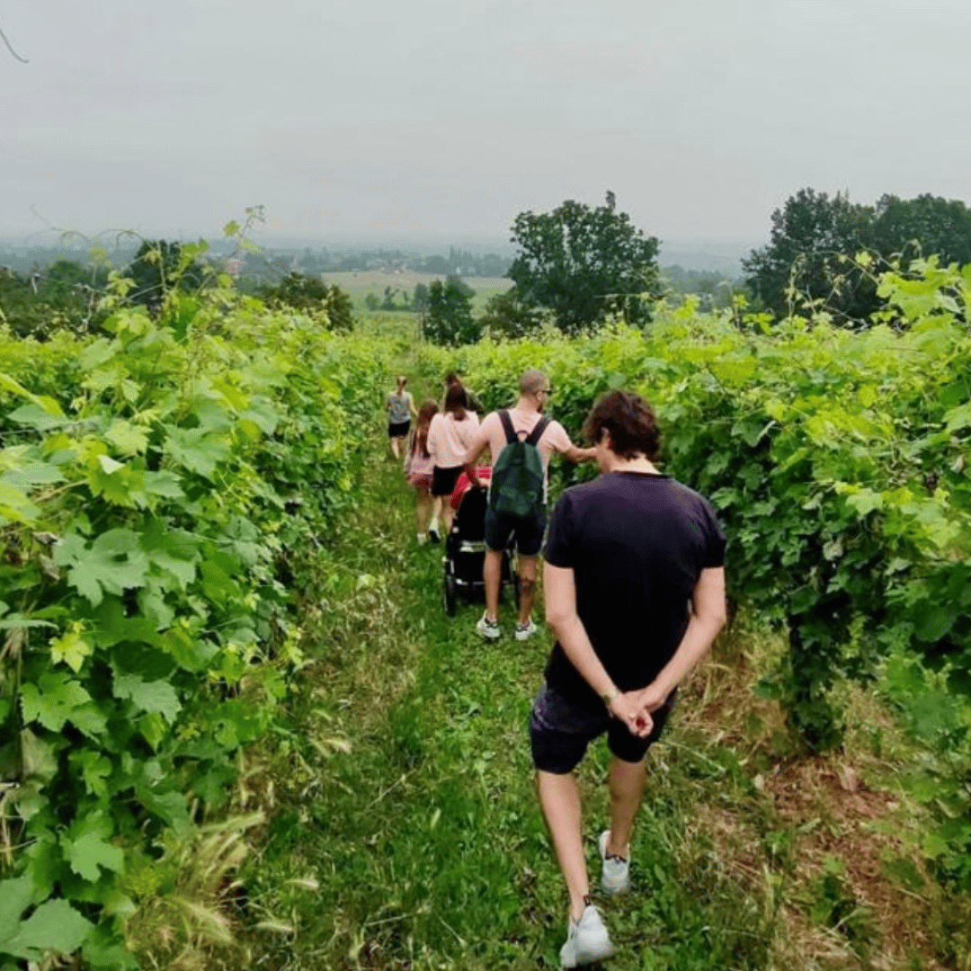 Visita alla Cantina sulle Colline di Parma e Degustazione di Vini con Piatto di Cibo