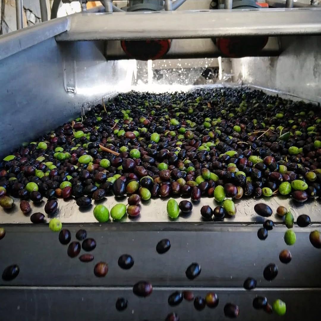 Olive Mill Visit & Guided Tasting in Taggia