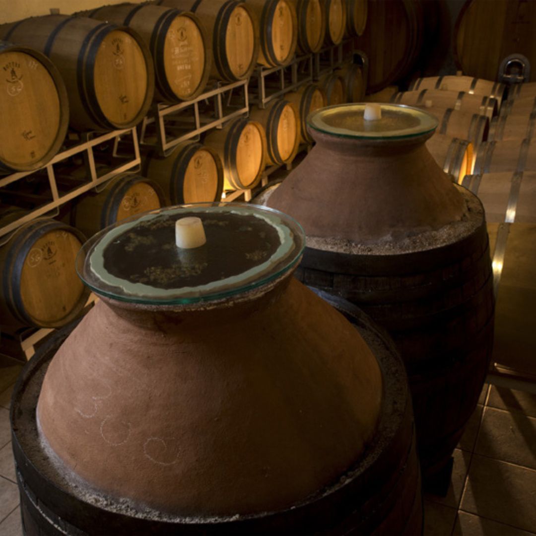 Tour in cantina con degustazione di vino e cibo nei pressi di Riccione e Rimini