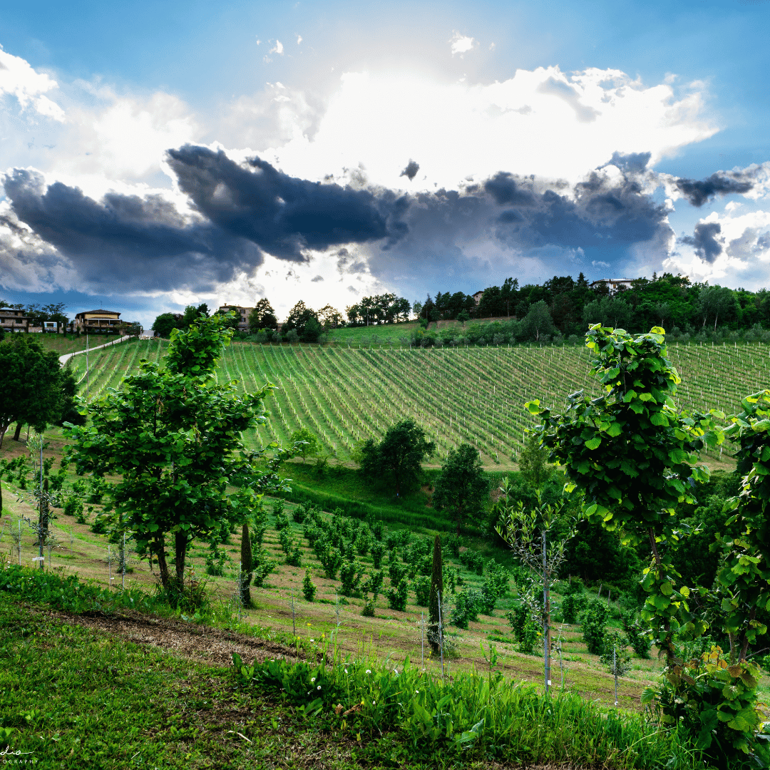 Balsamic Vinegar Tasting & Production Tour in Modena