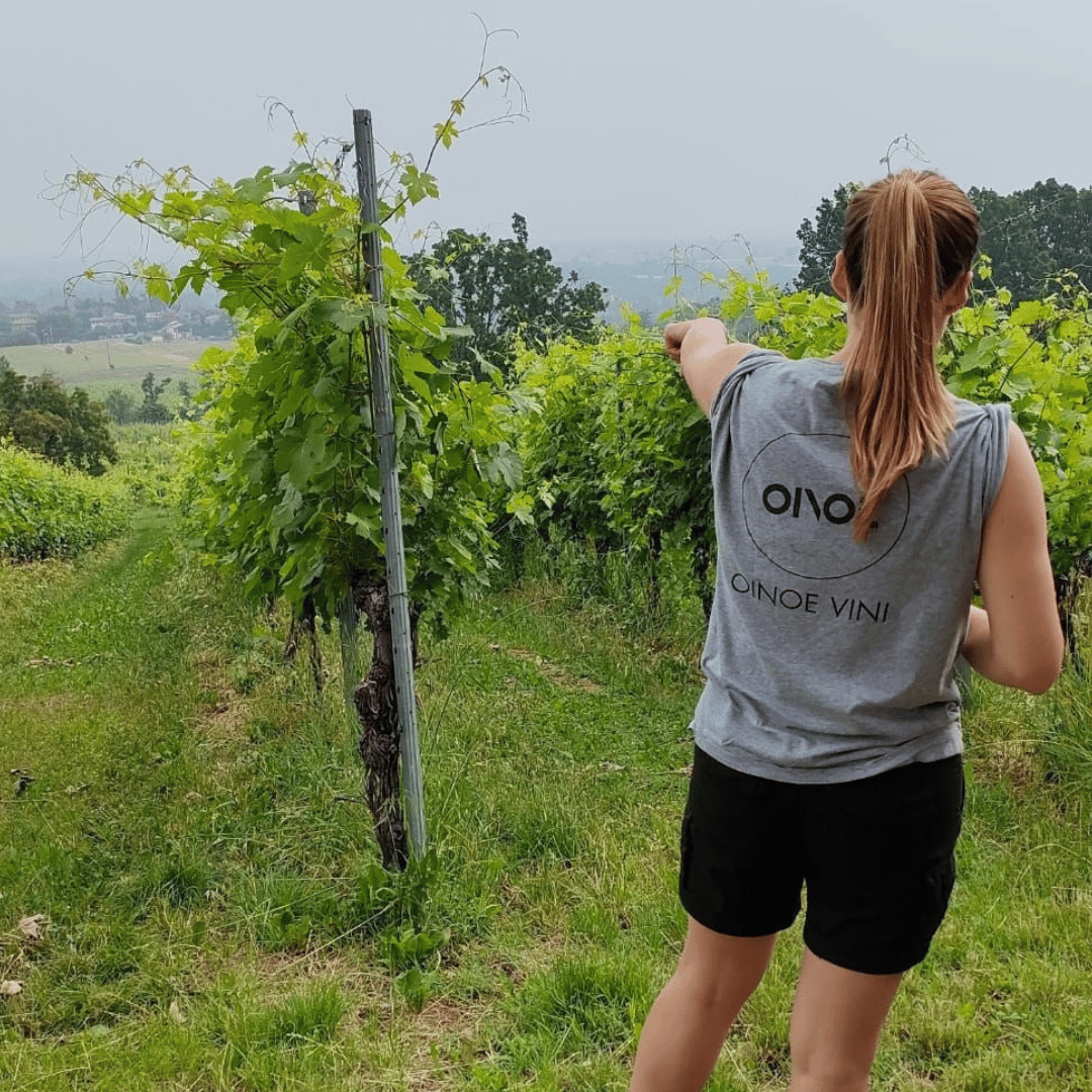 Visita alla Cantina sulle Colline di Parma e Degustazione di Vini con Piatto di Cibo