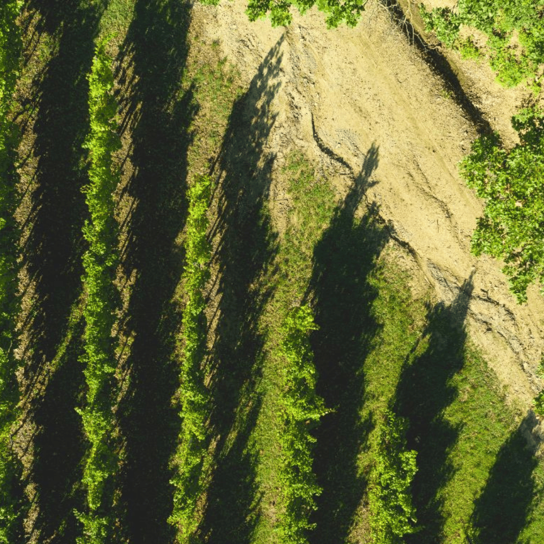 Visita alla Cantina sulle Colline di Parma e Degustazione di Vini con Piatto di Cibo