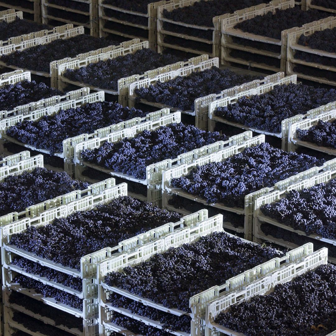 Degustazione di Prosecco in una cantina con abbinamento di cibo vicino a Venezia