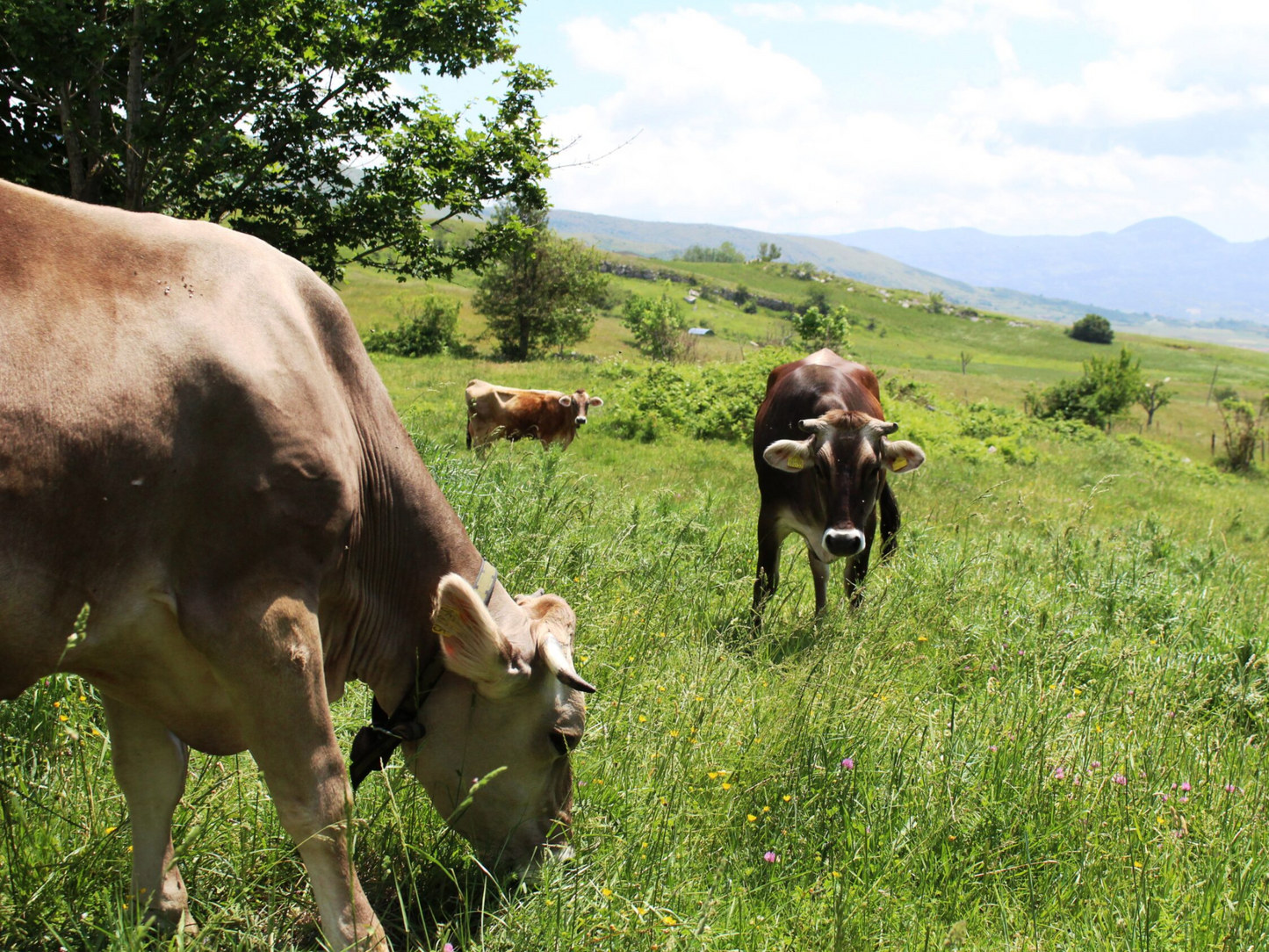 Traditional Cheese Factory Visit with Tasting in Isernia Countryside