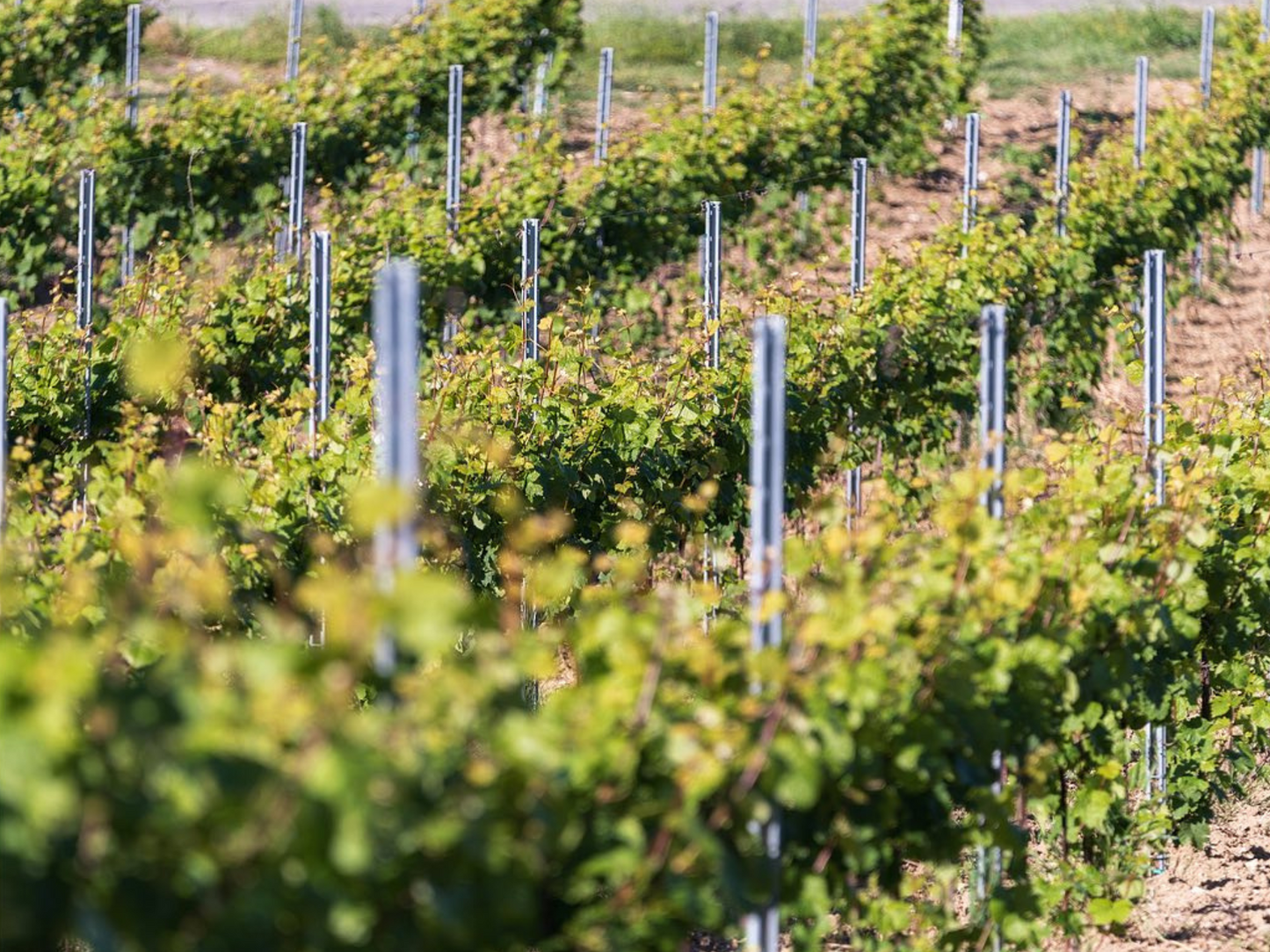 Organic Winery Visit & Wine Tasting with Food in Pavia