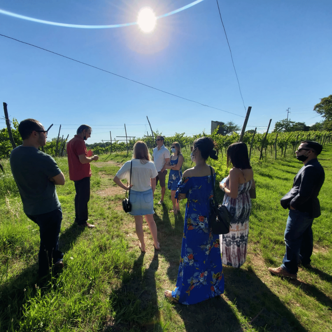Vineyard Walk & Wine Tasting in the Berici Hills of Vicenza