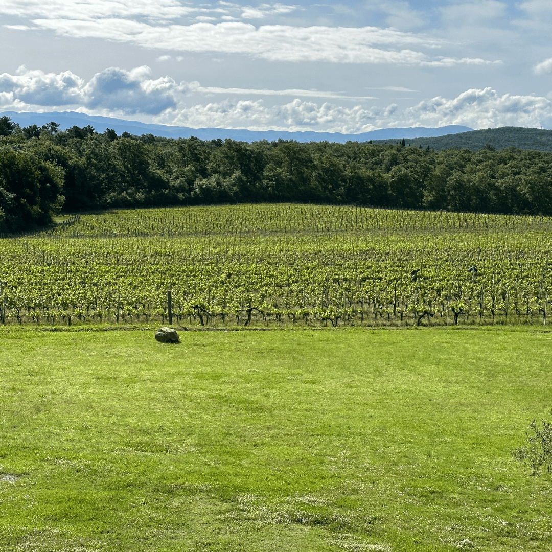 Visita a una Cantina Boutique e Degustazione di Vini vicino ad Arezzo