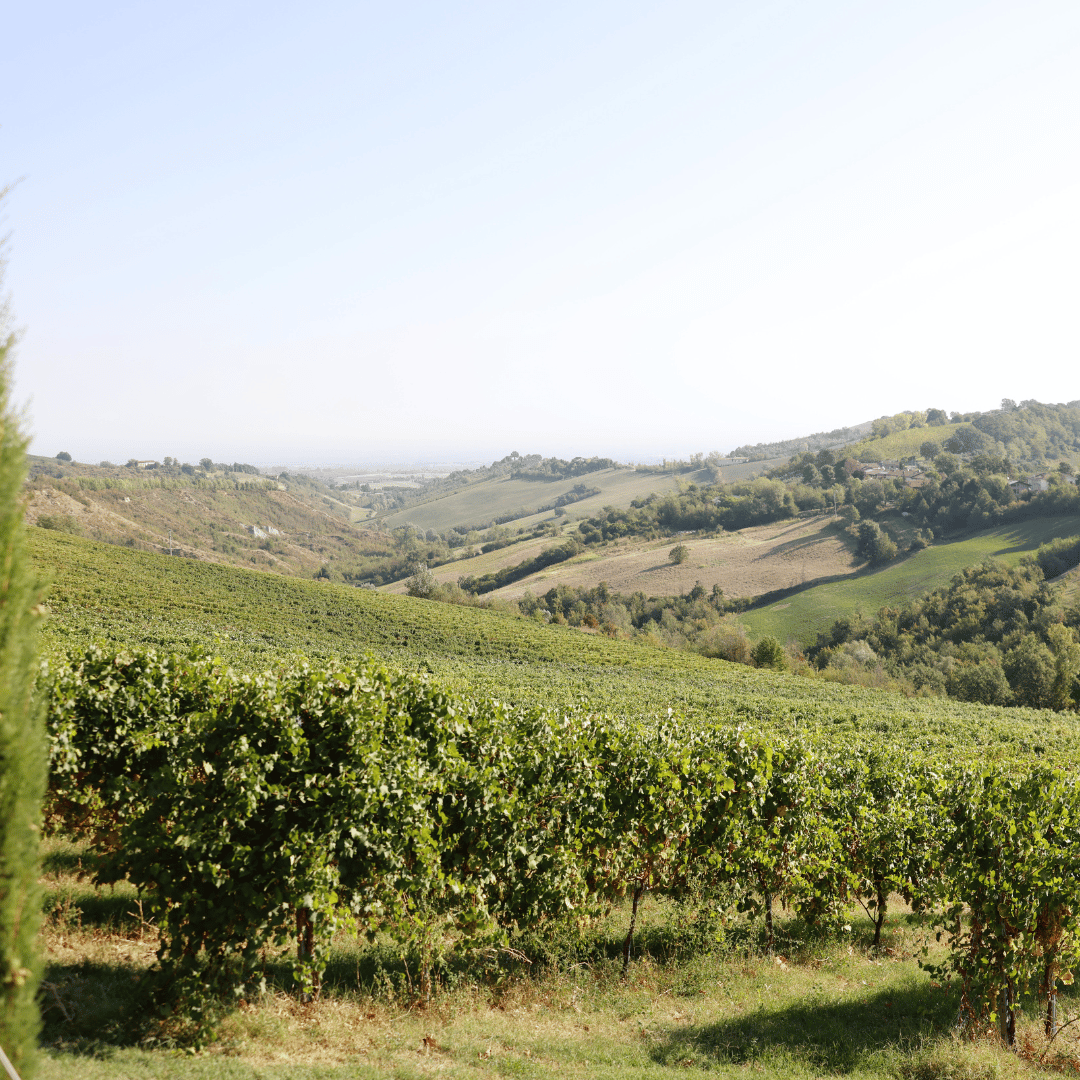 Balsamic Vinegar Tasting & Production Tour in Modena