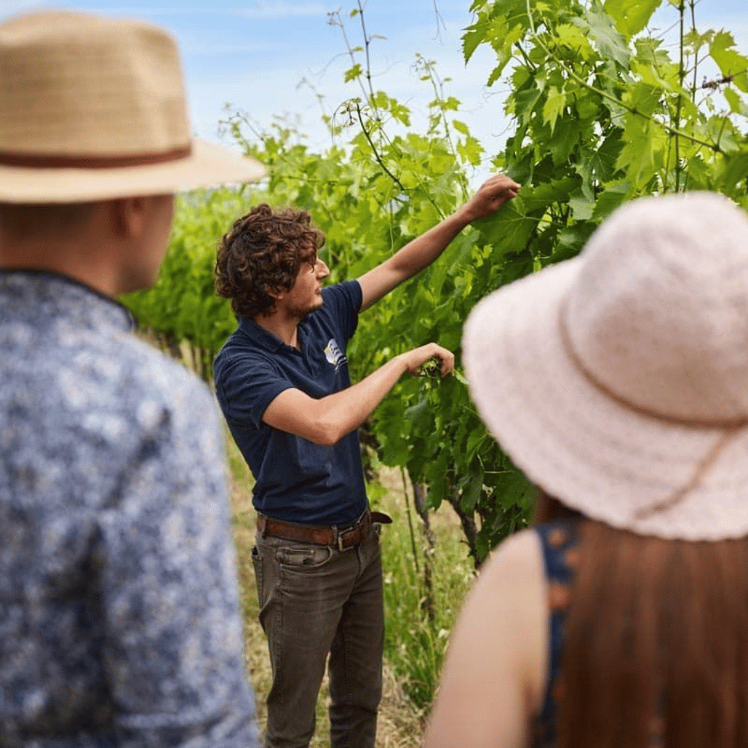 Boutique Winery Visit & 5 Organic Wine Tastings near Urbino