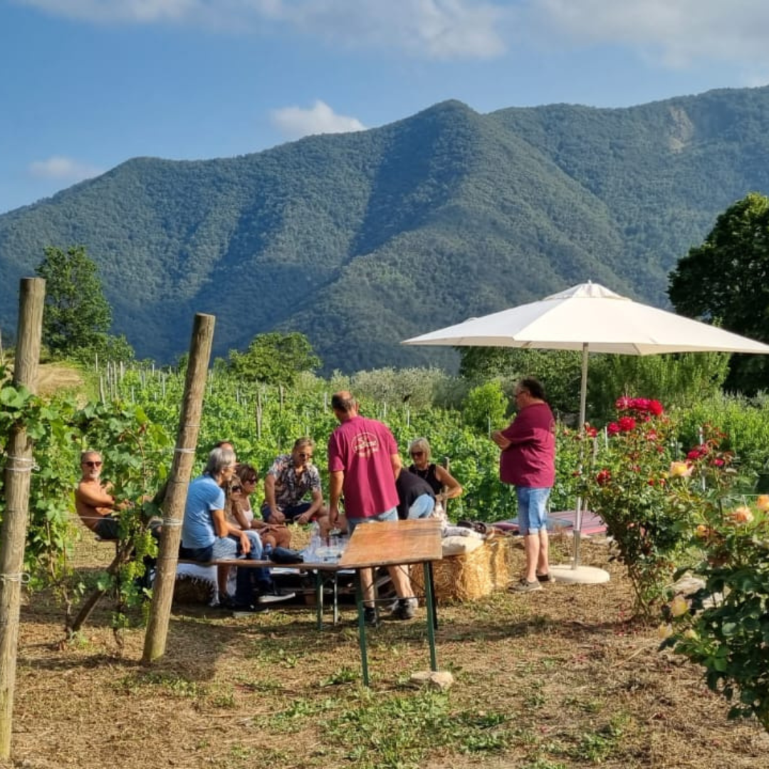 Vineyard Tour with Wine Tasting and Light Lunch near Imperia 5 Imperia