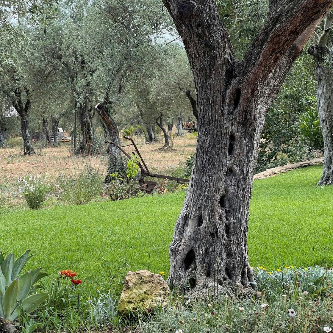 Olive Mill Tour with Olive Oil Tasting in Sassari 4 Sassari