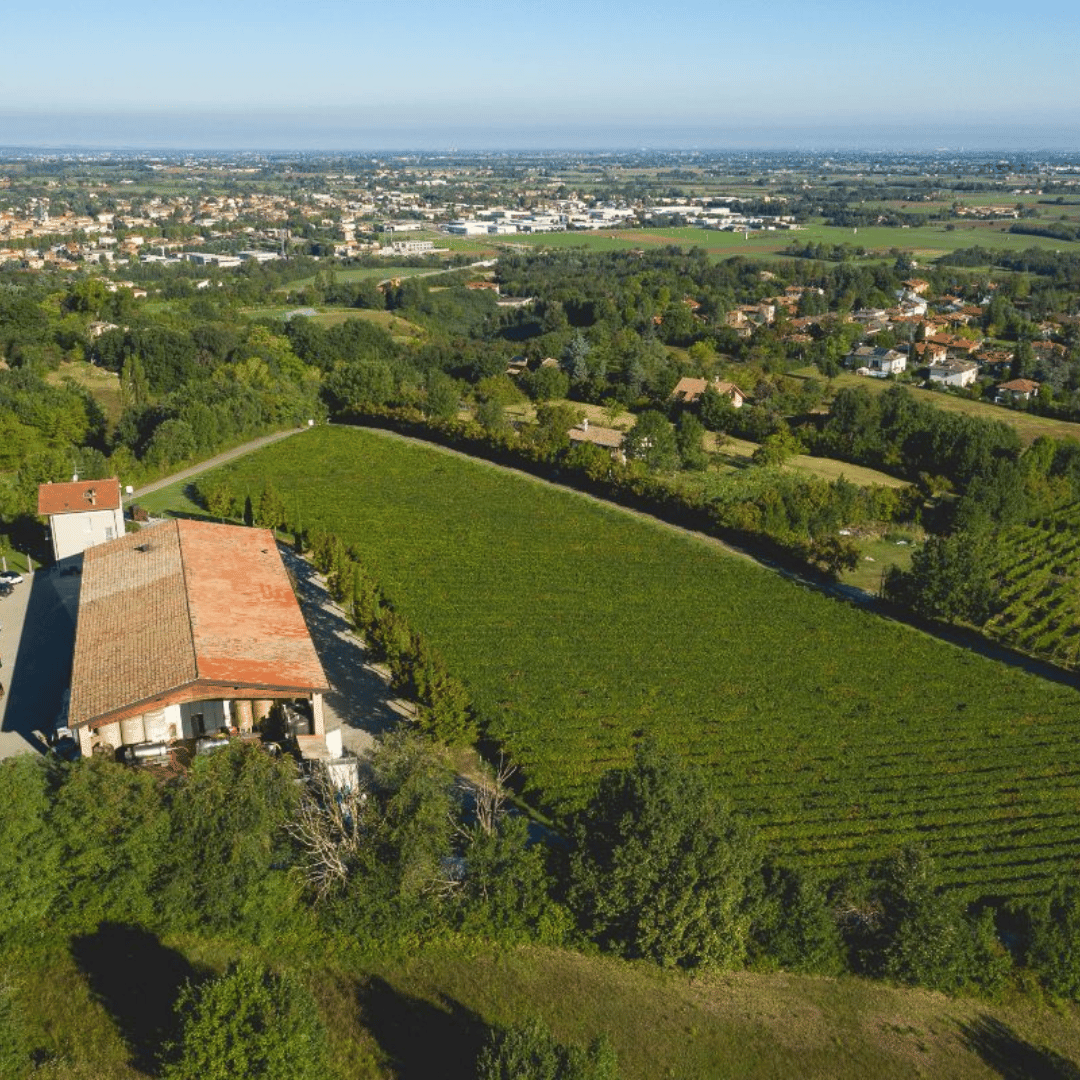 Visita alla Cantina sulle Colline di Parma e Degustazione di Vini con Piatto di Cibo