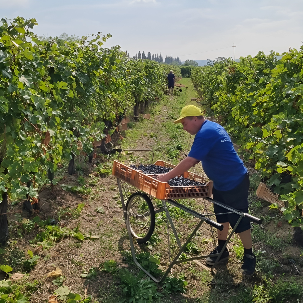 Boutique Winery Tour & Tasting in Valpolicella