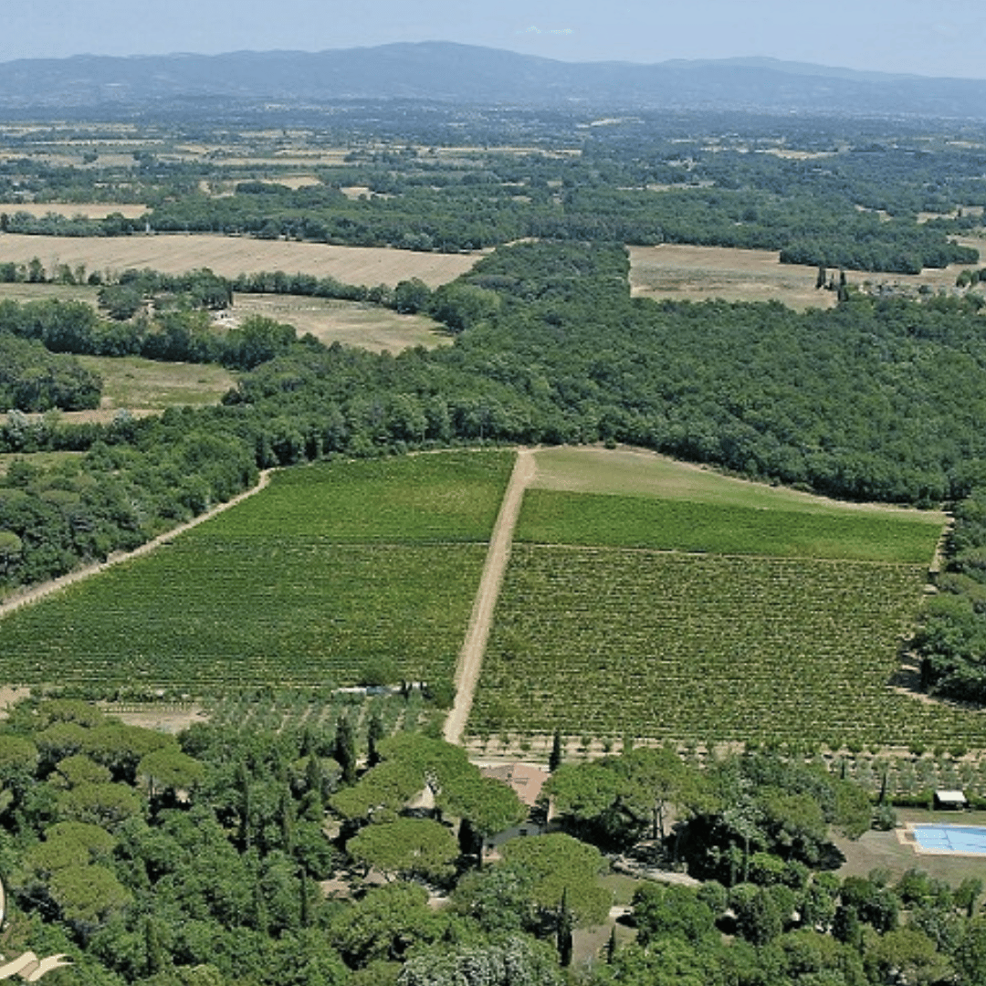 Visita a una Cantina Boutique e Degustazione di Vini vicino ad Arezzo