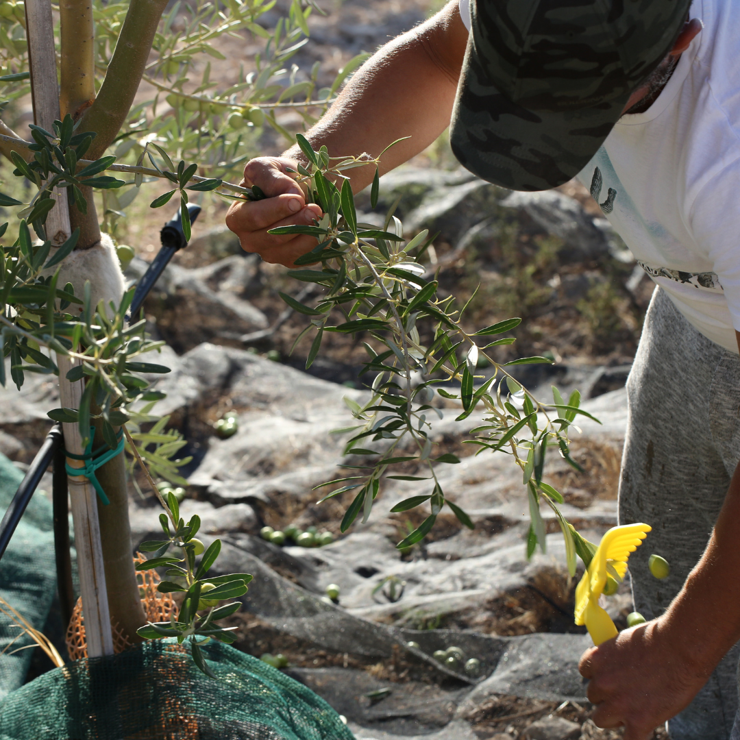 Olive Mill Tour & Grove Walk with Tastings near Ragusa 5 Ragusa