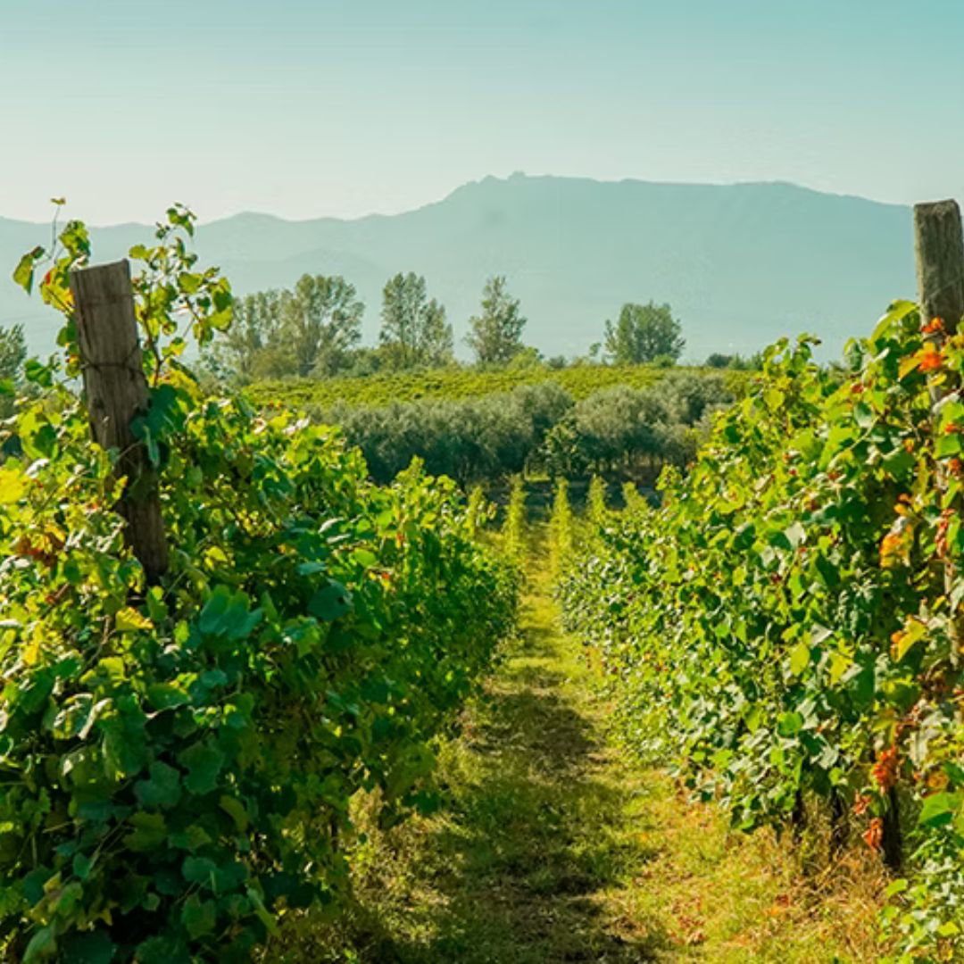 Winery Tour with Organic Wine Tasting & Lunch near Pompeii