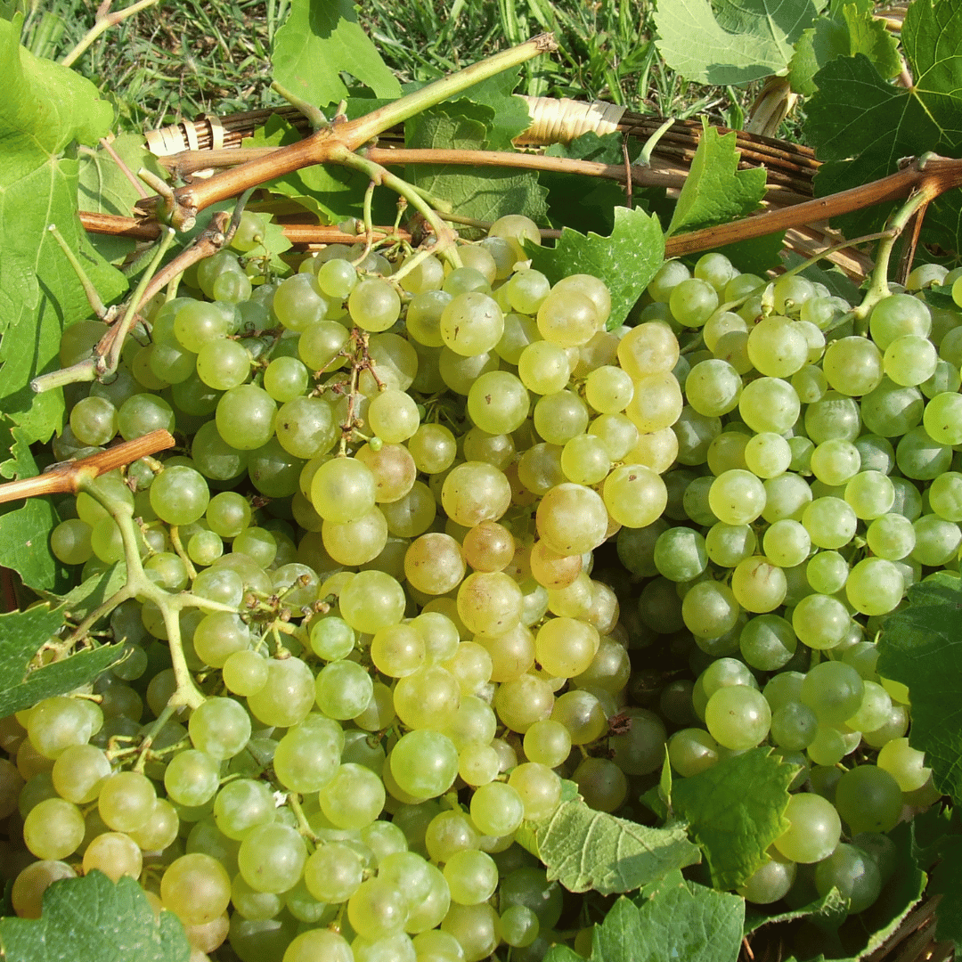Prosecco-Verkostung in einem Weingut auf dem Land