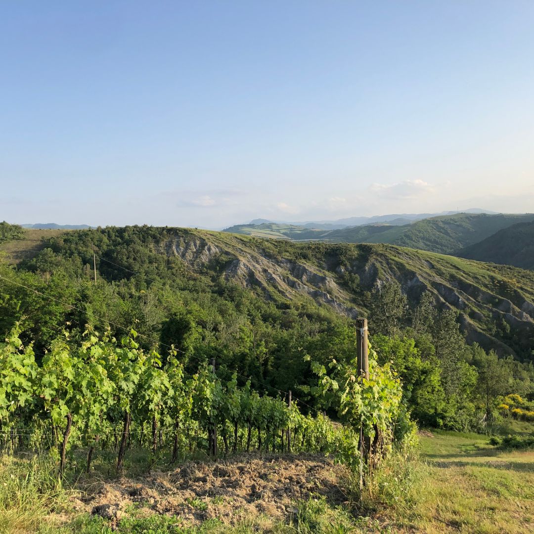 Organic Winery Visit with Wine & Food Tasting near Bologna