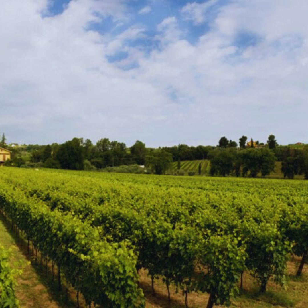 Tour in cantina con degustazione di vino e cibo nei pressi di Riccione e Rimini