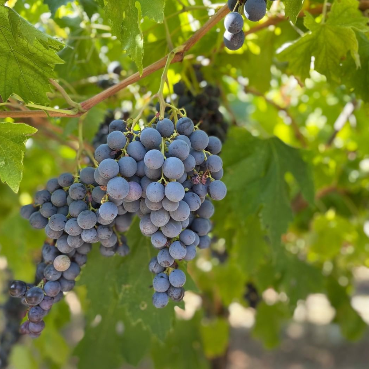 Boutique Winery Tour & Tasting in Valpolicella