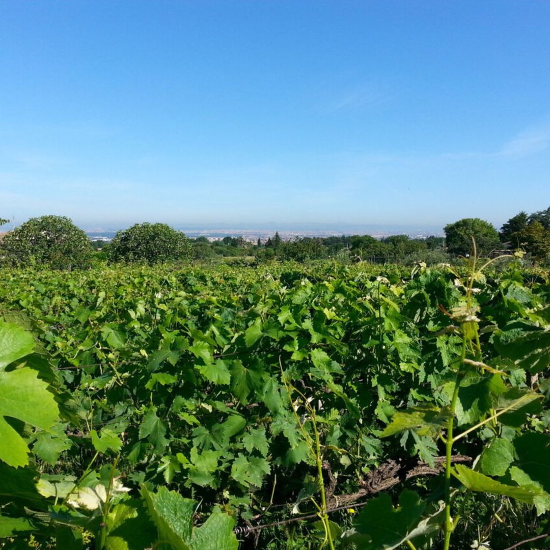 Degustazione di vini e visita ad un borgo medievale dei Castelli Romani