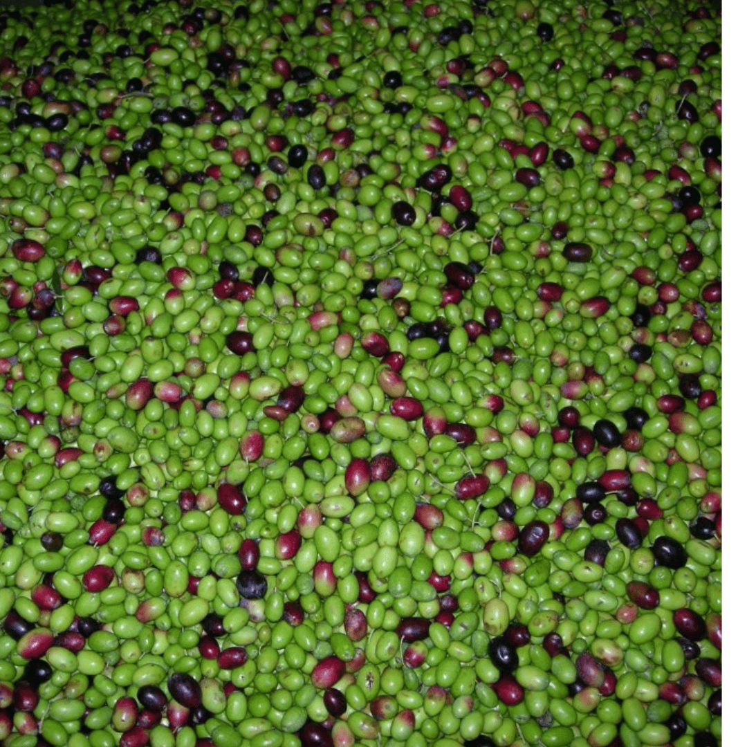 Olive Mill Tour and Tasting in the Padua Hills