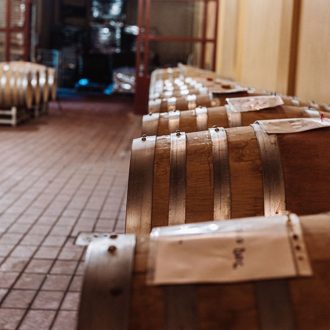 Tour della Cantina e Degustazione di Vini con Cibo vicino a Livorno e Pisa