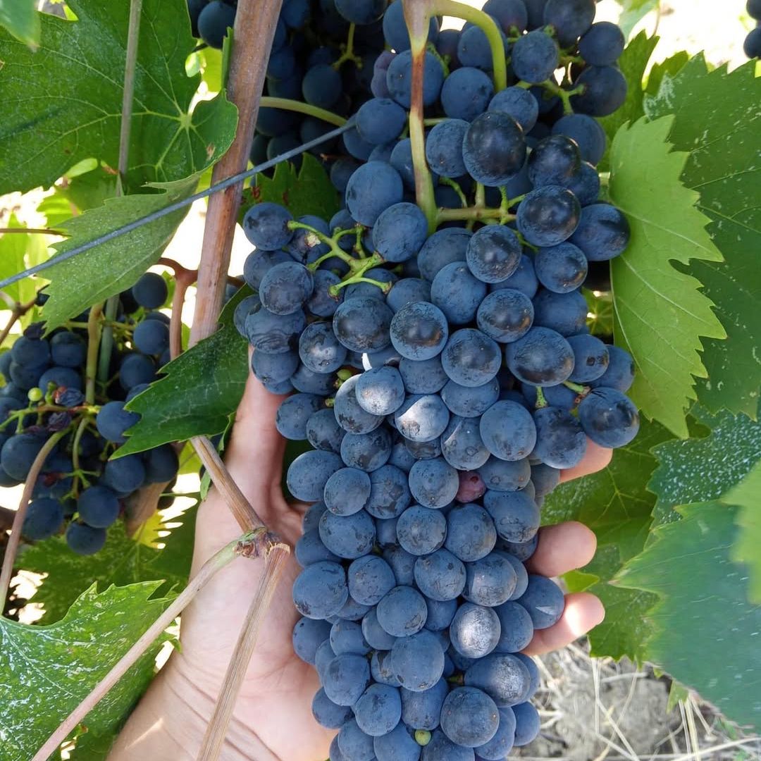 Tour in cantina con degustazione di vino e cibo nei pressi di Riccione e Rimini